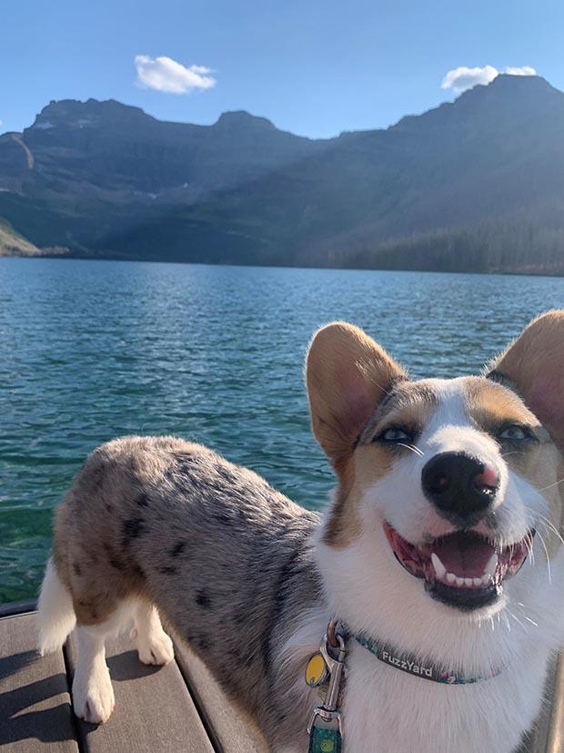 Corgi smiling on a dock over a lake in front of a mountain range.