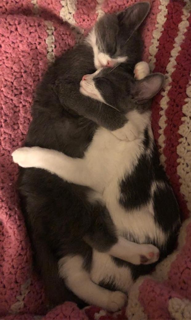Two grey and white kittens cuddling on a pink blanket