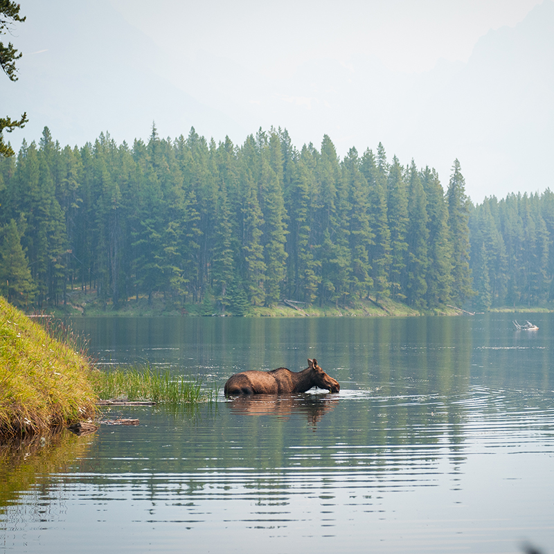 Moose walking through lake