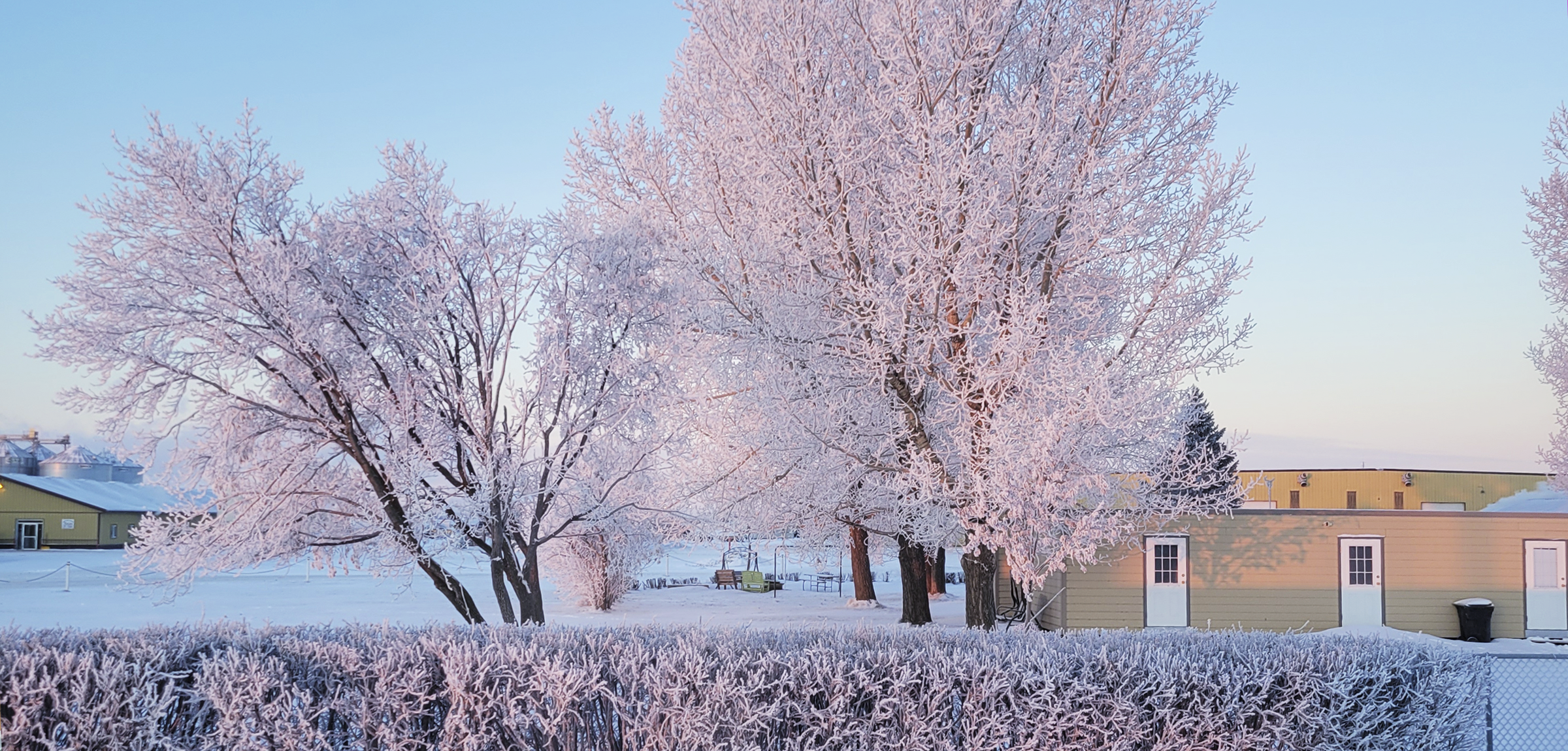 A winter scene. In the foreground are a line of frozen shrubery and two trees that are also frosted. In the background is a blue sky and two building of a farm
