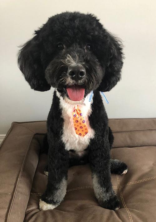 Black and white poodle cross dog sitting with his tongue out and wearing a yellow polka dot tie.
