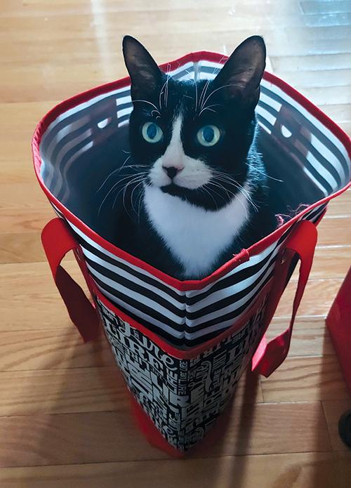 Black and white tuxedo cat with vibrant yellow eyes seated in a black and white tote bag.