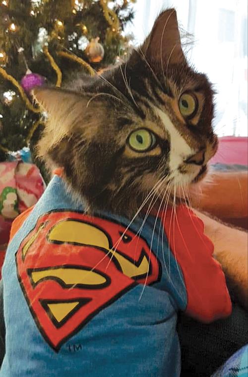 small brown and black tabby cat wearing a superman sweater looks back over his shoulder. 