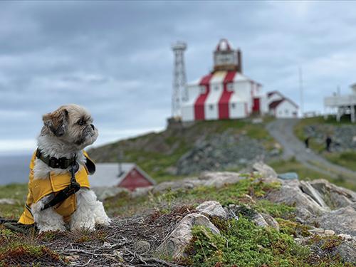 Shih tzu wearing a yellow rain coat looks off into the distance in front of a lighthouse on a mossy ground. 